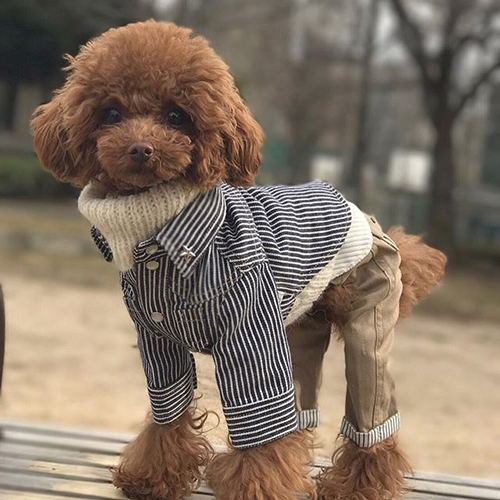 Poodle Toy màu nâu đỏ diện trang phục áo len và quần, thời trang và bảo vệ trong thời tiết lạnh.