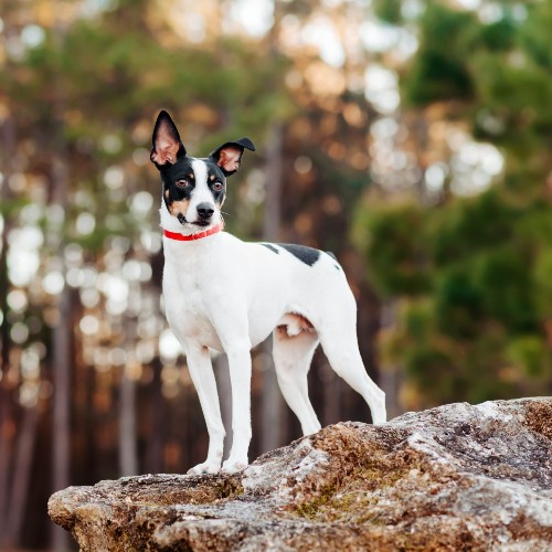 Chó sục trụi lông Hoa Kỳ American Hairless Terrier trên nền rừng.