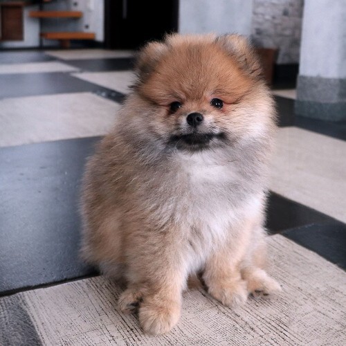 Chó Phốc Sóc màu sable cam với lông dày mịn.