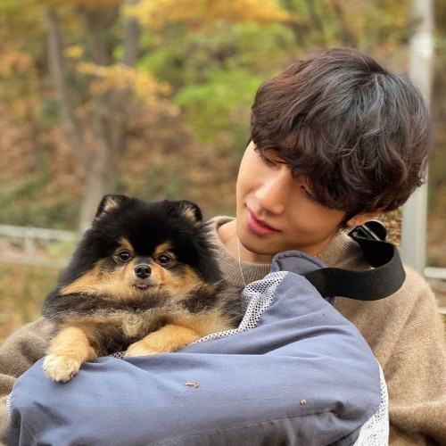 Chó Phốc Sóc Yeontan trong vòng tay V của BTS, biểu cảm đáng yêu.