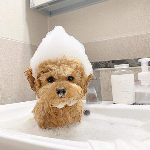Chó Poodle lông vàng tắm trong chậu, đầu phủ bọt xà phòng đáng yêu.