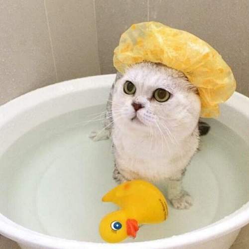 Mèo trắng đội mũ tắm ngồi trong chậu nước với vịt cao su màu vàng