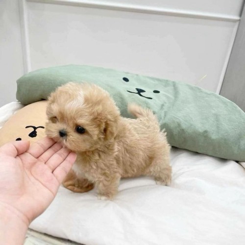 Chó Poodle Teacup màu kem nhạt nhỏ nhắn, dễ thương, đứng trên giường bên gối hình mặt gấu