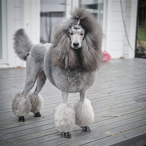 Chó Standard Poodle xám lông cắt tỉa đặc trưng, đứng trên sàn gỗ.