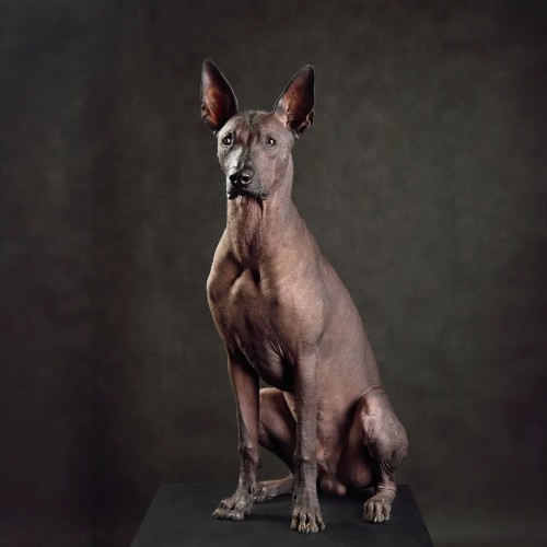 Chó Xoloitzcuintli không lông ngồi trang nghiêm trên nền đen.