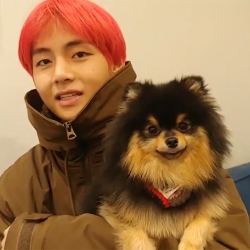 V của BTS ôm chú chó Phốc Sóc Yeontan đáng yêu với bộ lông Black Tan.
