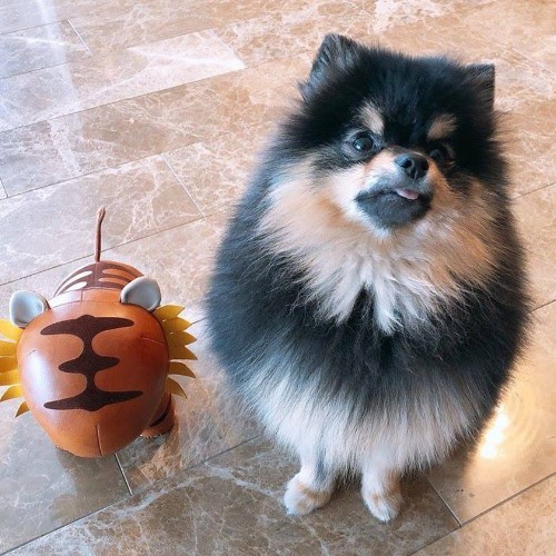 Chú chó Phốc Sóc Yeontan màu Black Tan hiếm có, với bộ lông xù nổi bật.