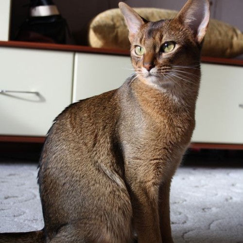 Mèo Abyssinian nâu vàng, giống mèo cổ điển, vẻ ngoài sang trọng, bán tại Chomeocanh.com.