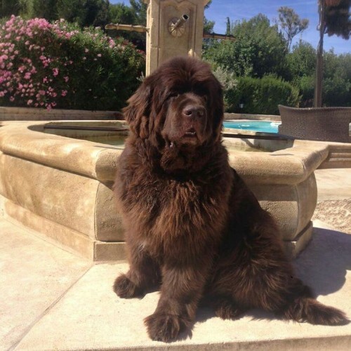 Chó Newfoundland nâu, lông dài và xù, ngồi trước đài phun nước ngoài trời.