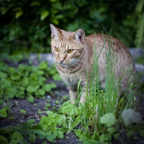 Mèo Ocicat màu nâu vàng với bộ lông đốm hoang dã, dáng đi săn trong vườn.