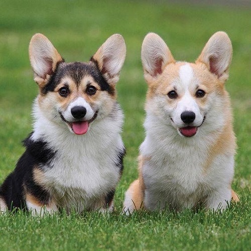 Hai chú chó Corgi 6 tháng tuổi ngồi trên bãi cỏ xanh