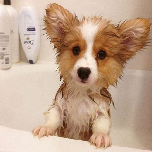 Chó Corgi lông ướt đang được tắm bằng nước ấm và sữa tắm chuyên dụng