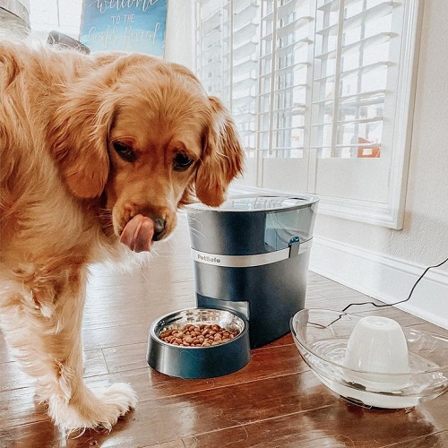 Chó Golden Retriever đang ăn hạt khô cạnh máy cho ăn tự động trong nhà