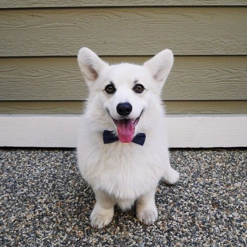 Chó Corgi với bộ lông trắng đặc biệt, đeo nơ xanh.