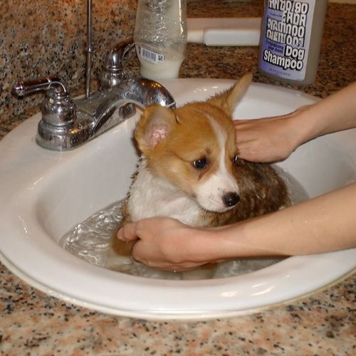 Hướng dẫn cách tắm cho chó Corgi trong bồn rửa với sự cẩn thận.