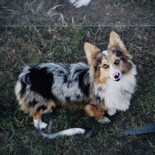 Chó Cardigan Corgi Blue Merle hiếm với bộ lông xám đốm đen và đôi mắt xanh.