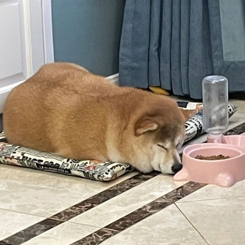 Chú Shiba Inu đang ngủ cạnh bát thức ăn và nước uống.