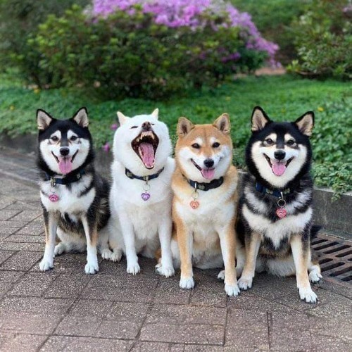 Bốn chú chó Shiba Inu ngồi trên nền gạch, gồm các màu đen, trắng và nâu.