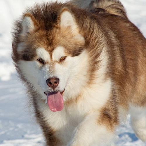 Chó Alaska Nga thuần chủng khỏe mạnh trên nền tuyết