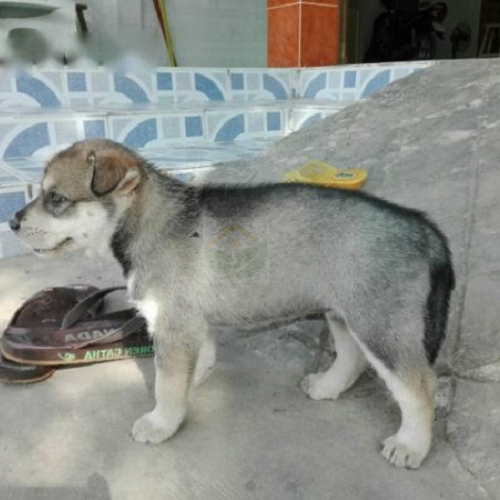 Chó Husky lai chó cỏ lông xám đen trắng, dáng nhỏ, đứng ngoài sân