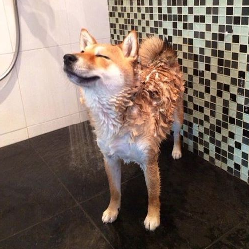 Chó Akita Inu đang tắm dưới vòi sen trong phòng tắm, bộ lông ướt rũ siêu đáng yêu