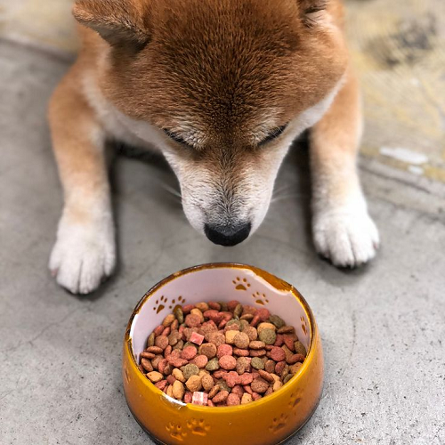 Chó Akita con cúi nhìn bát thức ăn hạt khô nhiều màu, đặt trên nền xi măng