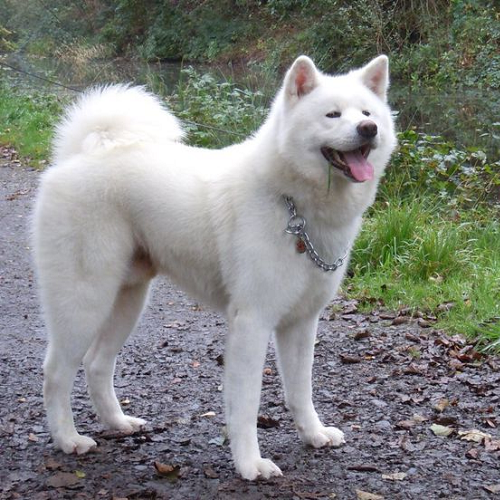 Chó Akita Inu trắng trưởng thành đứng ngoài trời, lưỡi thè, đuôi cuộn, vóc dáng săn chắc
