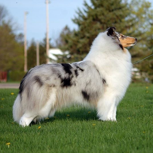 Chó Rough Collie blue merle sang trọng giữa đồng cỏ