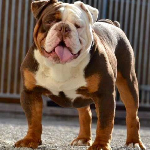 Chó Bulldog Anh thuần chủng, cơ bắp cuồn cuộn, gương mặt xệ đặc trưng.