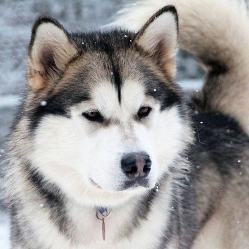 Chó Alaska Malamute thuần chủng giữa trời tuyết