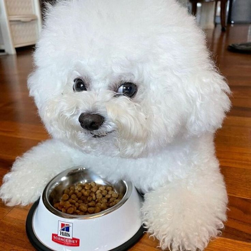 Chó Bichon trắng ngồi cạnh bát thức ăn hạt, thể hiện chế độ ăn khoa học và đầy đủ dinh dưỡng.