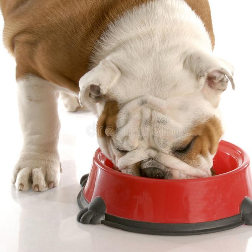 Chó Bulldog Anh ăn thức ăn trong bát đỏ trên nền trắng.