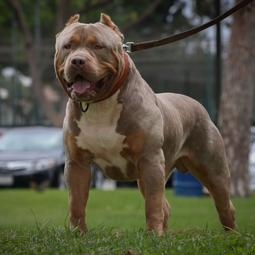 Chó American Bully cơ bắp, đứng oai vệ trên bãi cỏ sau khi lan tỏa toàn cầu