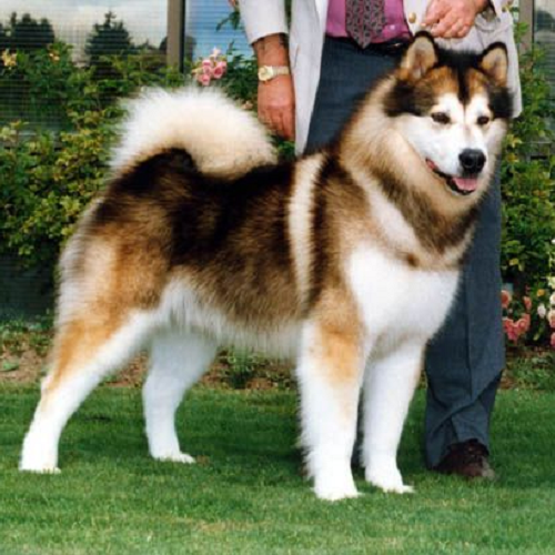 Alaska Malamute màu sable (nâu vàng pha đen) – Sắc thái độc đáo và quyến rũ.