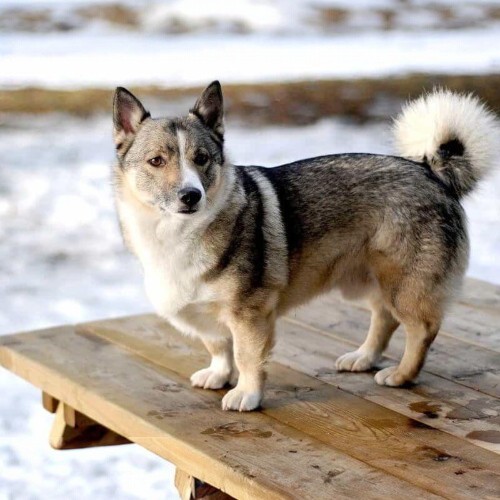 Chó Alaska lai Corgi với thân hình thấp bé và bộ lông dày trên nền tuyết.