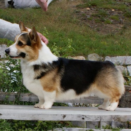 Chó Corgi trưởng thành tricolor, lông ngắn mượt, thân dài, chân ngắn, ngoại hình đáng yêu.