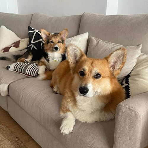 Hai chú chó Corgi trưởng thành nằm thư giãn trên ghế sofa.