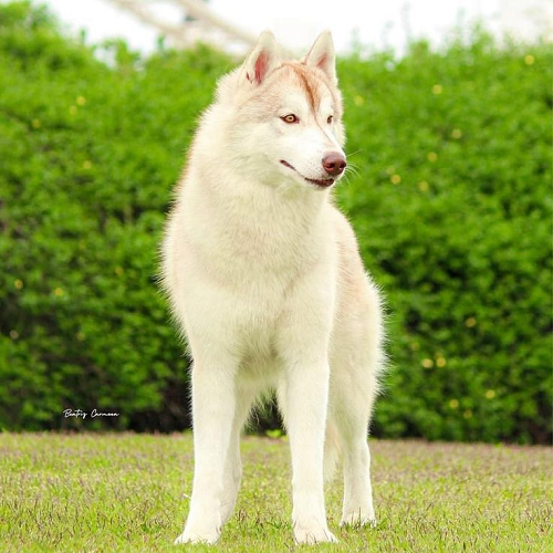 Chó Husky vàng trưởng thành lông dày, dáng đẹp đứng trên bãi cỏ xanh