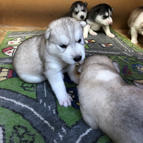 Chó Alaska Malamute 1 tháng tuổi vui chơi, cần sự chăm sóc đặc biệt trong giai đoạn phát triển.
