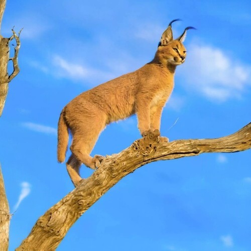 Linh miêu tai đen Caracal đứng trên cành cây, bộ lông nâu vàng, tai có chỏm lông đen.