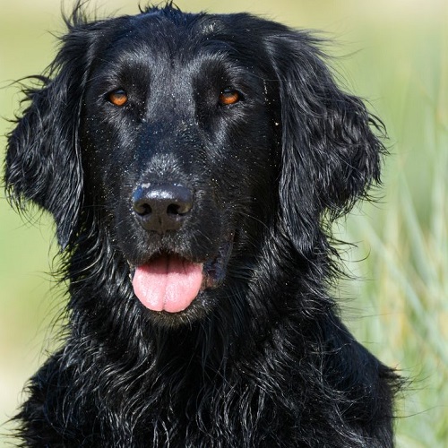 Chó Black Golden Retriever lông đen óng, ánh mắt sâu và phong thái quý phái