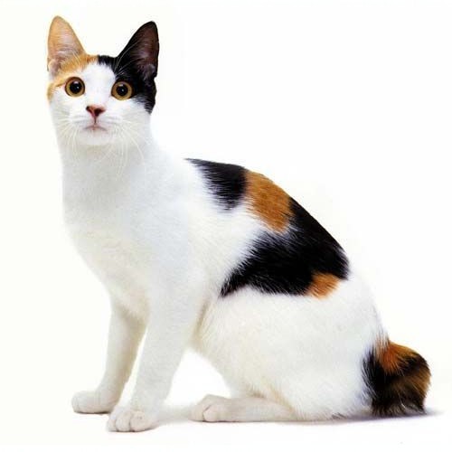 Mèo Japanese Bobtail tam thể, thân hình thon dài và đuôi cộc độc đáo.