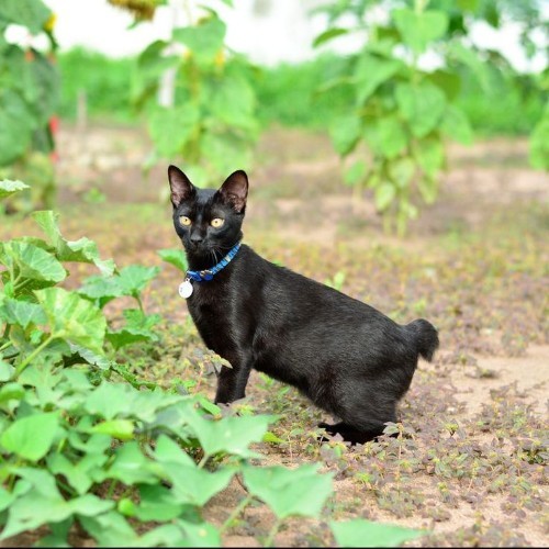Mèo Japanese Bobtail đen, hiếu động và thông minh, trong vườn cây xanh mát.