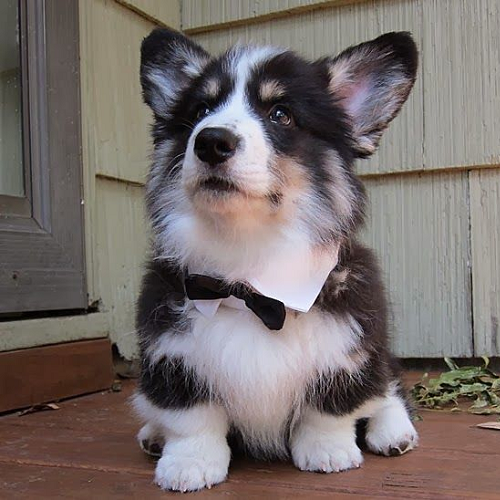 Chó Husky lai mặc nơ đen, lông dày, ngồi trước hiên nhà