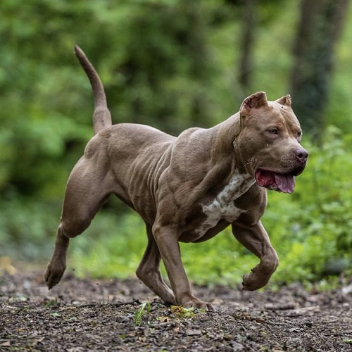 Chó Bully cơ bắp đang chạy năng động giữa rừng cây, thể hiện nhu cầu vận động cao