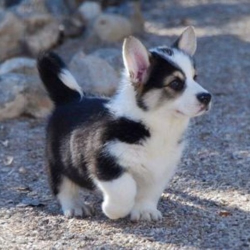 Chó Husky lai Corgi với bộ lông mượt, dễ thương, bước đi năng động trên nền sỏi.