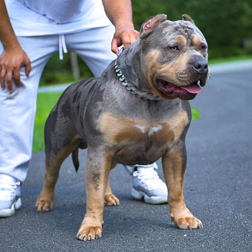 Chó Bully cơ bắp, màu lông hiếm, được dắt đi trên đường, thể hiện thể trạng khỏe mạnh