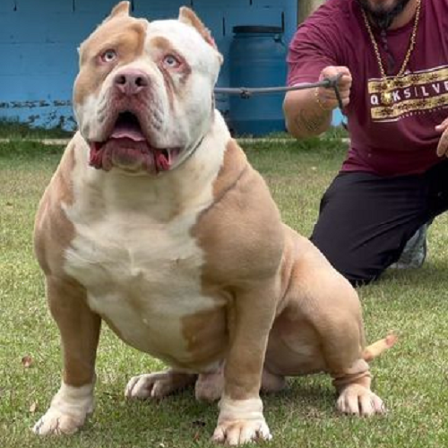 Chó Bully trưởng thành ngồi nghiêm trang, ánh mắt tập trung, trong buổi huấn luyện