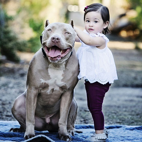 Chó Bully hiền lành ngồi cạnh bé gái, thể hiện sự thân thiện và trung thành