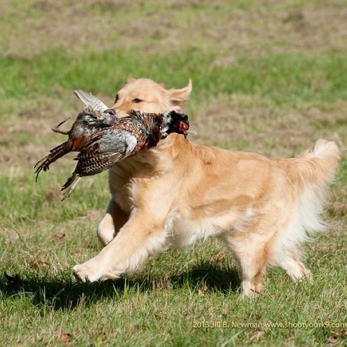 Chó Golden Retriever đang tha chim săn được khi đi săn ngoài đồng cỏ